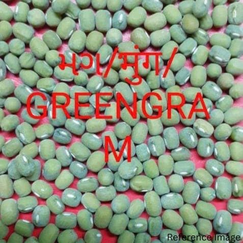 Orgenik Bulk: Shop Organic Moong (Whole) from the brand CO - 04 - Gujarat on Orgenik Bulk.