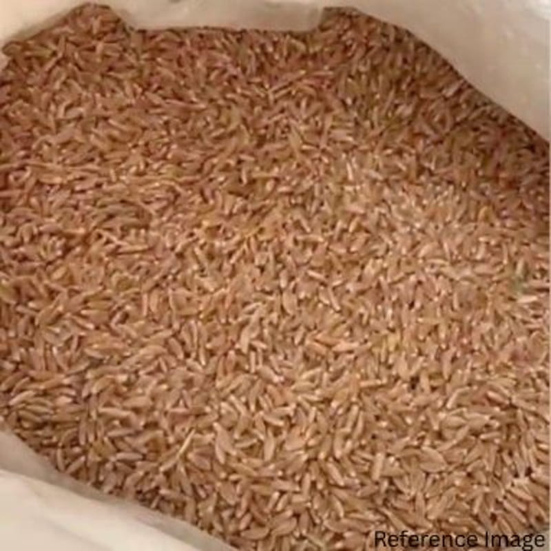 Orgenik Bulk: Shop Natural Khapli Wheat from the brand CO - 03 - Gujrat on Orgenik Bulk.