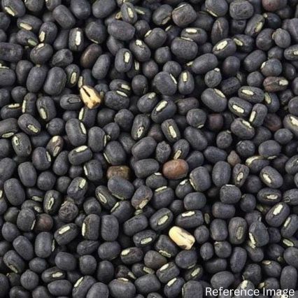 Orgenik Bulk: Shop Organic Urad (Whole) from the brand CO - 04 - Gujarat on Orgenik Bulk.