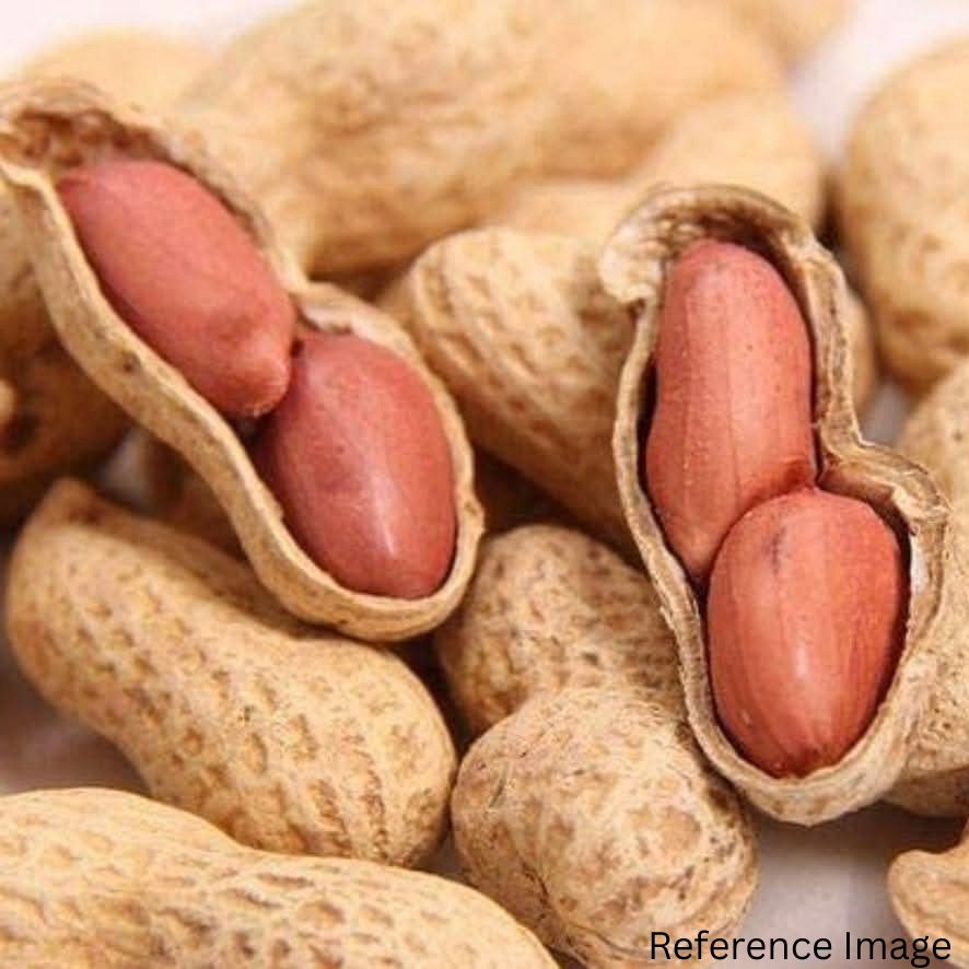 Orgenik Bulk: Shop Organic Groundnut from the brand CO - 04 - Gujarat on Orgenik Bulk.